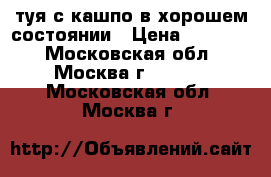 туя с кашпо в хорошем состоянии › Цена ­ 15 000 - Московская обл., Москва г.  »    . Московская обл.,Москва г.